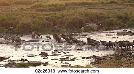 Stock Photo - Great Migration river crossing in Kenya Africa. Fotosearch