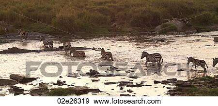 Great Migration river crossing in Kenya Africa View Large Photo Image Stock Photo - Great Migration river crossing in Kenya Africa. Fotosearch