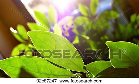 Stock Photo - Green leafy indoor plant.. Fotosearch
