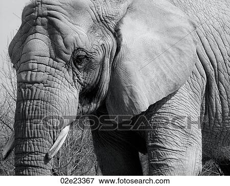 Grey African elephant. View Large Photo Image Stock Photo - Grey African elephant.. Fotosearch