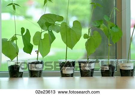 Growing bean plants in school classroom. View Large Photo Image Stock Image - Growing bean plants in school classroom.. Fotosearch