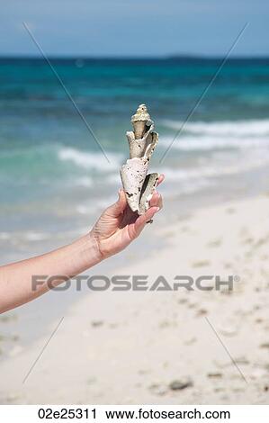 Hand holding a sea shell in Belize View Large Photo Image Stock Image - Hand holding a sea shell in Belize. Fotosearch