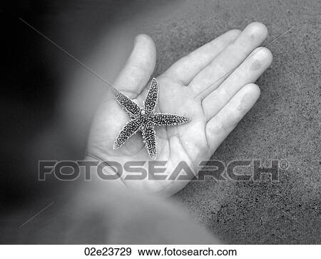 Hand holding small starfish. View Large Photo Image Stock Photo - Hand holding small starfish.. Fotosearch