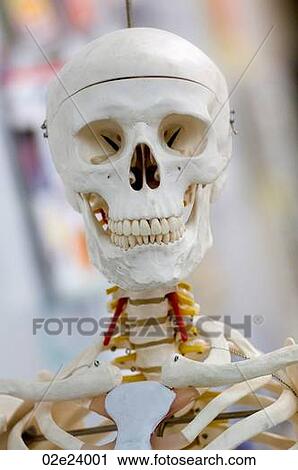 Happy skeleton in classroom. View Large Photo Image Stock Image - Happy skeleton in classroom.. Fotosearch