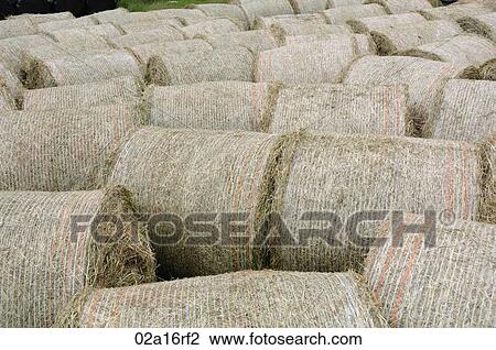 Harvested hay bales View Large Photo Image Stock Image - Harvested hay bales. Fotosearch