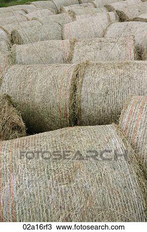 Stock Image - Harvested hay bales. Fotosearch