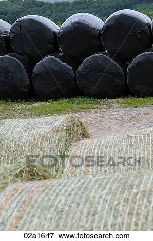 Stock Photo - Hay bales before and after being wrapped in plastic. Fotosearch