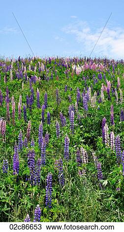 Hill of wild blooming Lupin flowers. View Large Photo Image Stock Image - Hill of wild blooming Lupin flowers.. Fotosearch