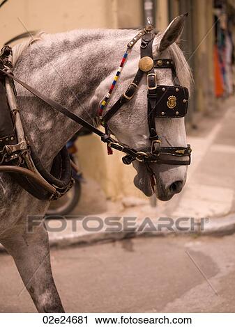 Stock Image - Horse in Athens Greece. Fotosearch