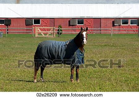 Horse on a pasture in the Hamptons View Large Photo Image Stock Photo - Horse on a pasture in the Hamptons. Fotosearch