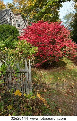 Picture - House and autumn leaves in The Hamptons. Fotosearch