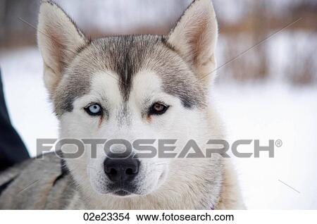 Husky Chien Traîneau à Deux Différent Coloré Eyes Image