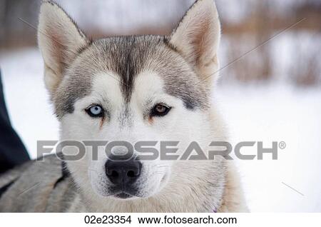 Husky sled dog with two different colored eyes. View Large Photo Image Picture - Husky sled dog with two different colored eyes.. Fotosearch