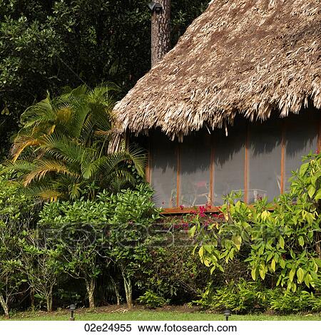Hut in the rainforest surrounded by trees. View Large Photo Image Stock Photography - Hut in the rainforest surrounded by trees. . Fotosearch