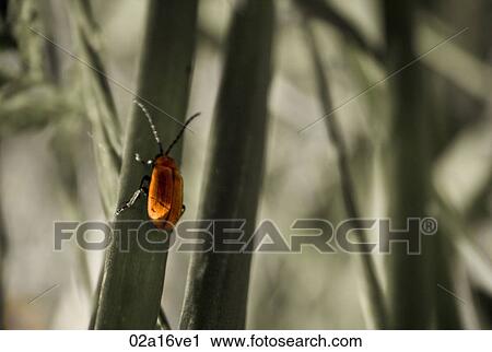 Stock Image - Insect crawling on plant stem. Fotosearch