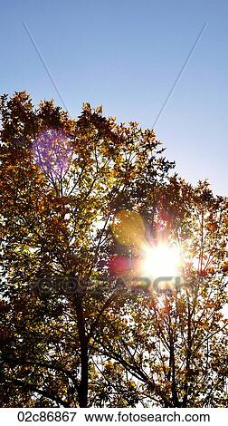Inspirational sunburst breaking through autumn leaves. View Large Photo Image Stock Photo - Inspirational sunburst breaking through autumn leaves.. Fotosearch