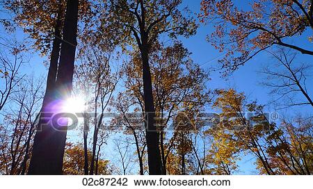 Inspirational sunburst shining through fall foliage. View Large Photo Image Stock Image - Inspirational sunburst shining through fall foliage.. Fotosearch