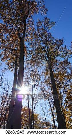 Stock Image - Inspirational sunburst shining through fall foliage.. Fotosearch