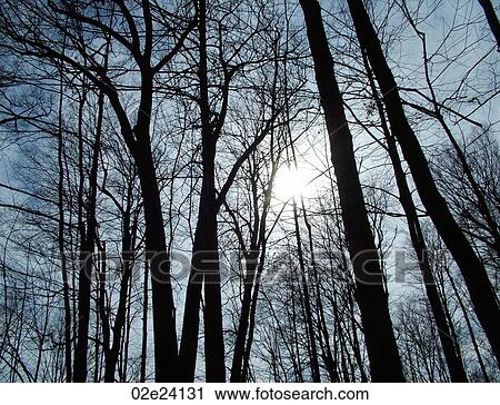 Stock Image - Inspirational sunlight shining through trees.. Fotosearch