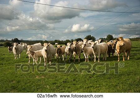 Ireland, County Cork View Large Photo Image Stock Image - Ireland, County Cork. Fotosearch