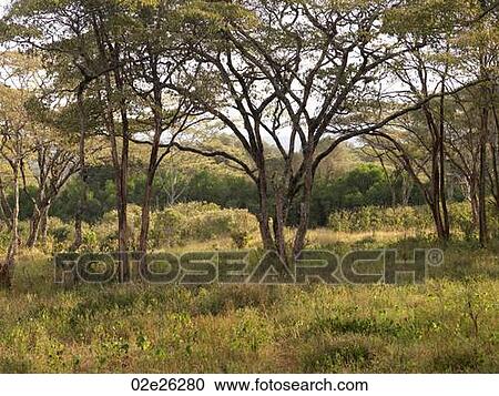 Kenya landscape View Large Photo Image Stock Image - Kenya landscape. Fotosearch