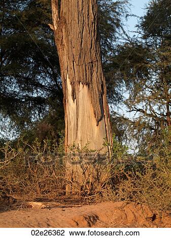 Kenya landscape View Large Photo Image Stock Image - Kenya landscape. Fotosearch