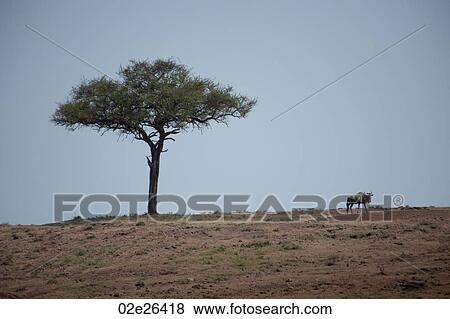Kenya landscape View Large Photo Image Stock Photo - Kenya landscape. Fotosearch