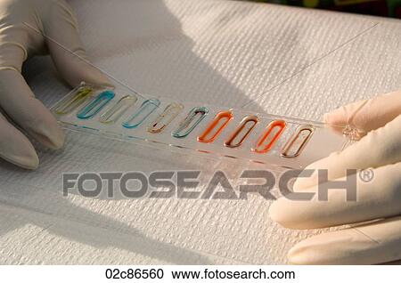 Lab technician doing blood type experiment. View Large Photo Image Stock Image - Lab technician doing blood type experiment.. Fotosearch