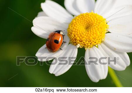 Ladybird on a daisy View Large Photo Image Stock Photography - Ladybird on a daisy. Fotosearch