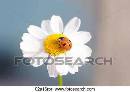Ladybird on a daisy View Large Photo Image Stock Photography - Ladybird on a daisy. Fotosearch