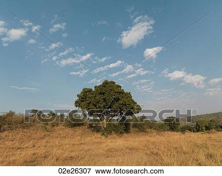 Landscape in Kenya Africa View Large Photo Image Stock Photo - Landscape in Kenya Africa. Fotosearch