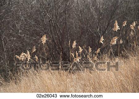 Landscape of Gimli Manitoba Canada View Large Photo Image Stock Image - Landscape of Gimli Manitoba Canada. Fotosearch