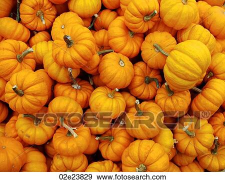 Large collection of small pumpkins at a market. View Large Photo Image Stock Photo - Large collection of small pumpkins at a market.. Fotosearch