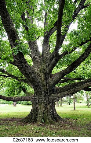 Stock Photo - Large oak tree with outreaching branches.. Fotosearch