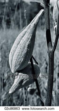 Large seed pods sprouting from stem. View Large Photo Image Stock Image - Large seed pods sprouting from stem.. Fotosearch