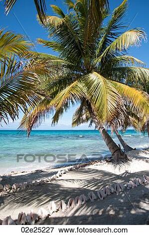 Laughing Bird Caye, Seashore View Large Photo Image Stock Photo - Laughing Bird Caye, Seashore. Fotosearch
