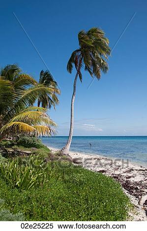 Laughing Bird Caye, Seashore View Large Photo Image Stock Photography - Laughing Bird Caye, Seashore. Fotosearch