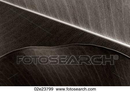 Leaf detail. View Large Photo Image Stock Photo - Leaf detail.. Fotosearch