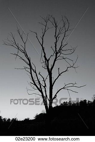 Leafless tree silhouetted against dark sky. View Large Photo Image Stock Image - Leafless tree silhouetted against dark sky.. Fotosearch