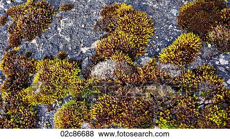 Lichen spreading across a rocky surface. View Large Photo Image Stock Photo - Lichen spreading across a rocky surface.. Fotosearch
