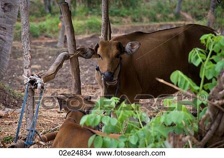 Livestock in Bali View Large Photo Image Picture - Livestock in Bali. Fotosearch