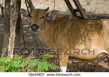 Stock Photo - Livestock in Bali. Fotosearch