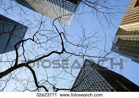 Looking up view of branches in downtown environment. View Large Photo Image Stock Image - Looking up view of branches in downtown environment.. Fotosearch