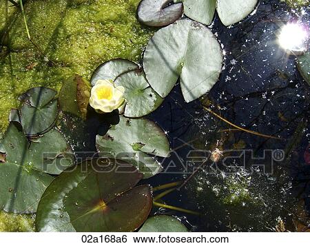 Lotus flower in the pond View Large Photo Image Stock Photograph - Lotus flower in the pond. Fotosearch