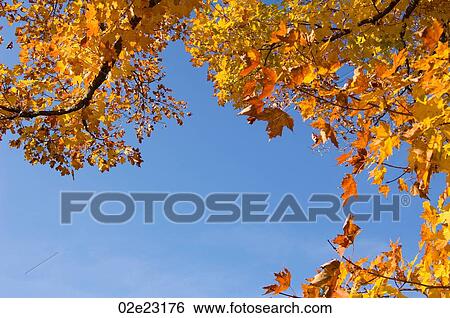 Stock Photograph - Low angle view at the leaves of autumn.. Fotosearch