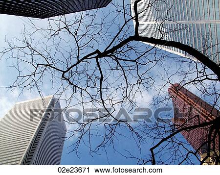 Stock Image - Low angle view of branches and buildings.. Fotosearch