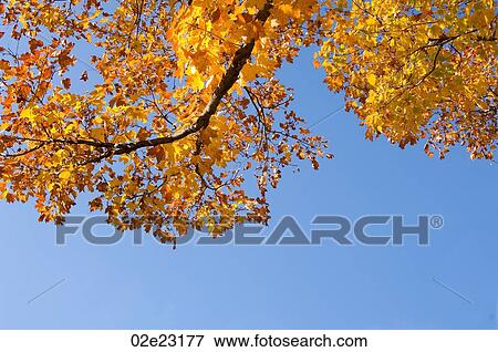 Stock Photo - Low angle view of fall leave of tree branch.. Fotosearch