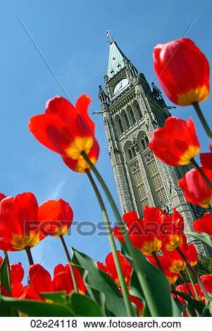 Low angle view of tulips and Ottawa's Peace Tower. View Large Photo Image Stock Photo - Low angle view of tulips and Ottawa's Peace Tower.. Fotosearch