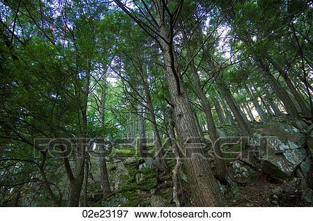 Stock Photo - Low angle view of very green forest.. Fotosearch