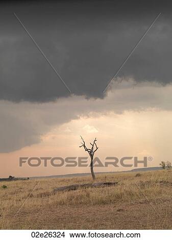 Maasai Mara landscape in Kenya Africa View Large Photo Image Picture - Maasai Mara landscape in Kenya Africa. Fotosearch